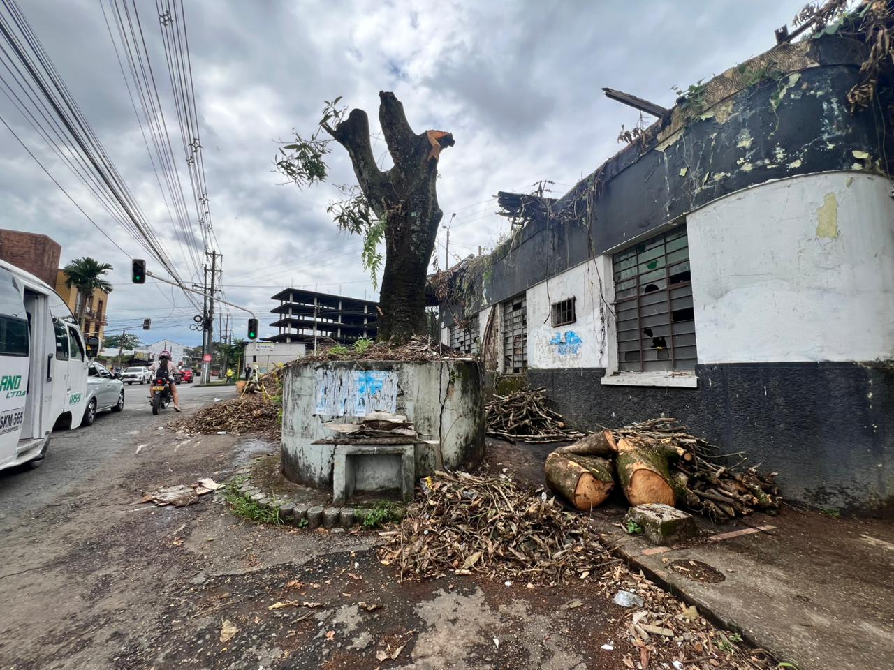 Árboles: la infraestructura climática que pierde Villavicencio 14