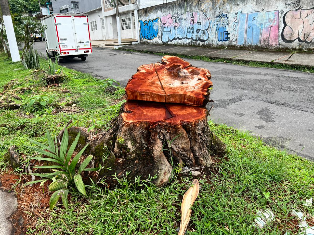 Árboles: la infraestructura climática que pierde Villavicencio 3 Árboles: la infraestructura climática que pierde Villavicencio 3