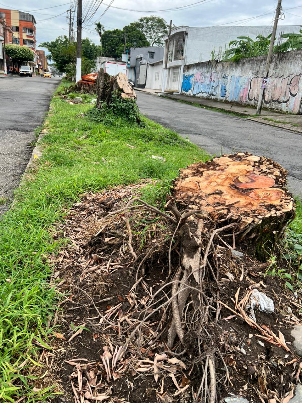 Árboles: la infraestructura climática que pierde Villavicencio 5 Árboles: la infraestructura climática que pierde Villavicencio 5