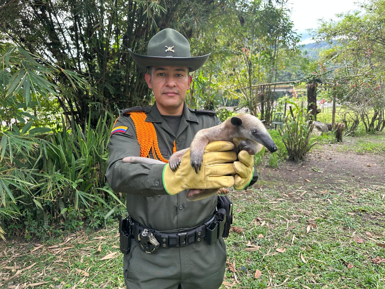 Policía rescata fauna silvestre en varios municipios del Meta 1