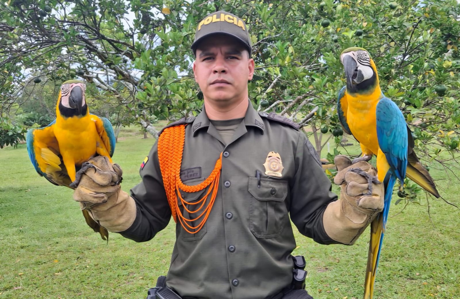 Policía rescata fauna silvestre en varios municipios del Meta 2 Policía rescata fauna silvestre en varios municipios del Meta 2