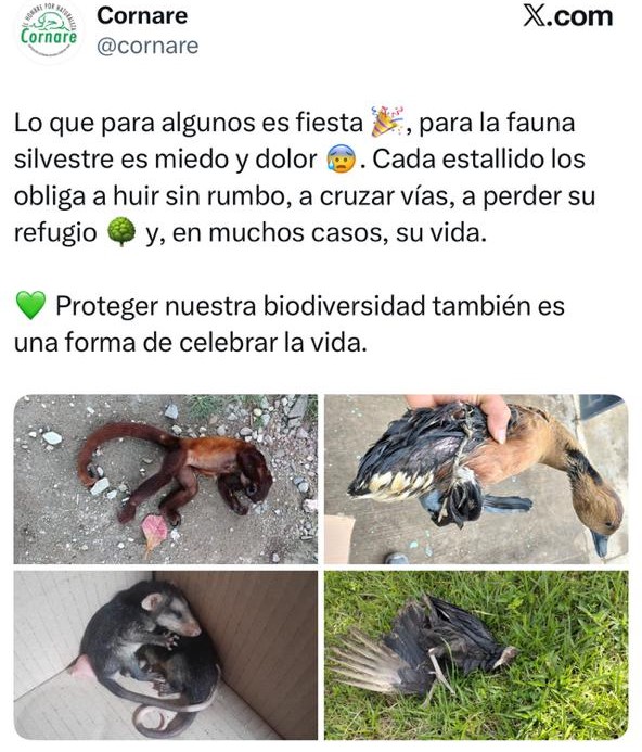 Diciembre dejó una lección pendiente sobre convivencia con la fauna 3 Diciembre dejó una lección pendiente sobre convivencia con la fauna 3