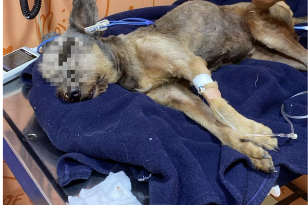 Autoridades buscan a presunto responsable de maltrato animal en Villavicencio