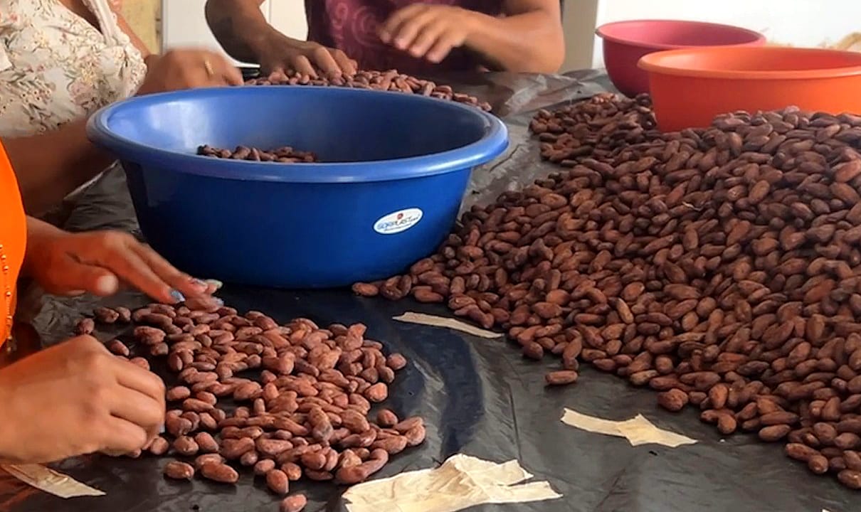 Cacaoteros del Meta generan $44 mil millones en ingresos