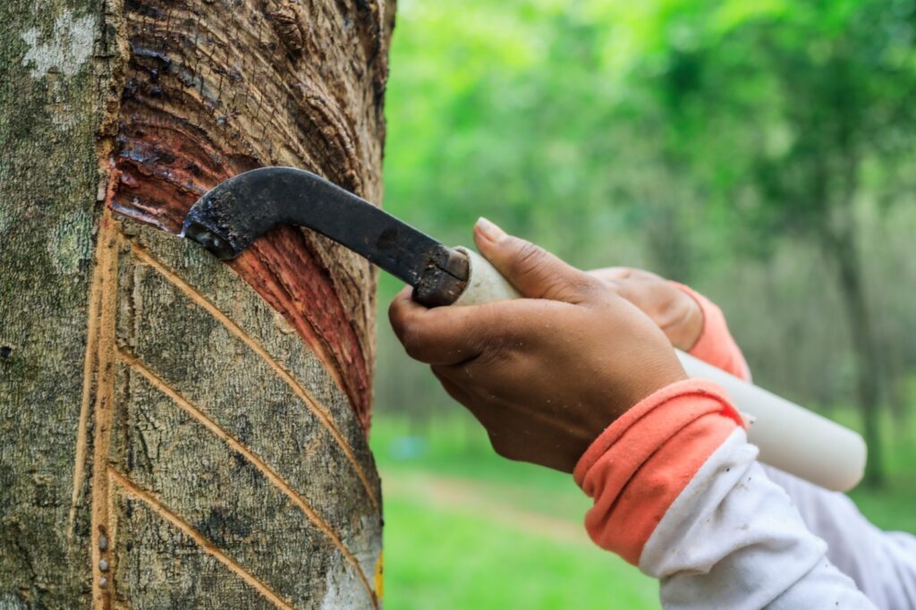 El Meta domina el mapa del caucho en Colombia