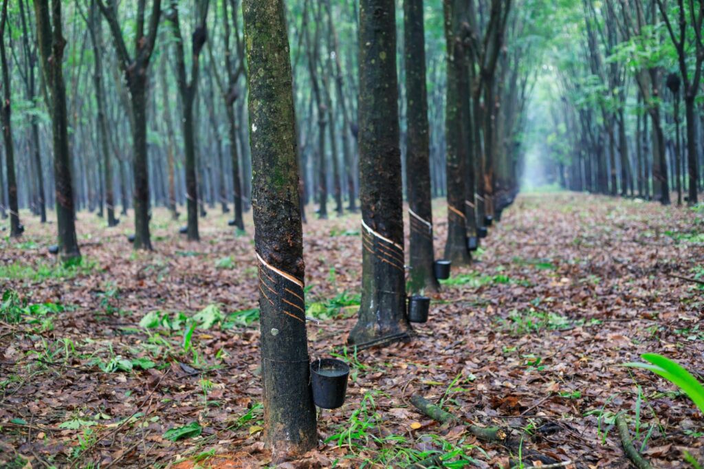 El Meta domina el mapa del caucho en Colombia 2