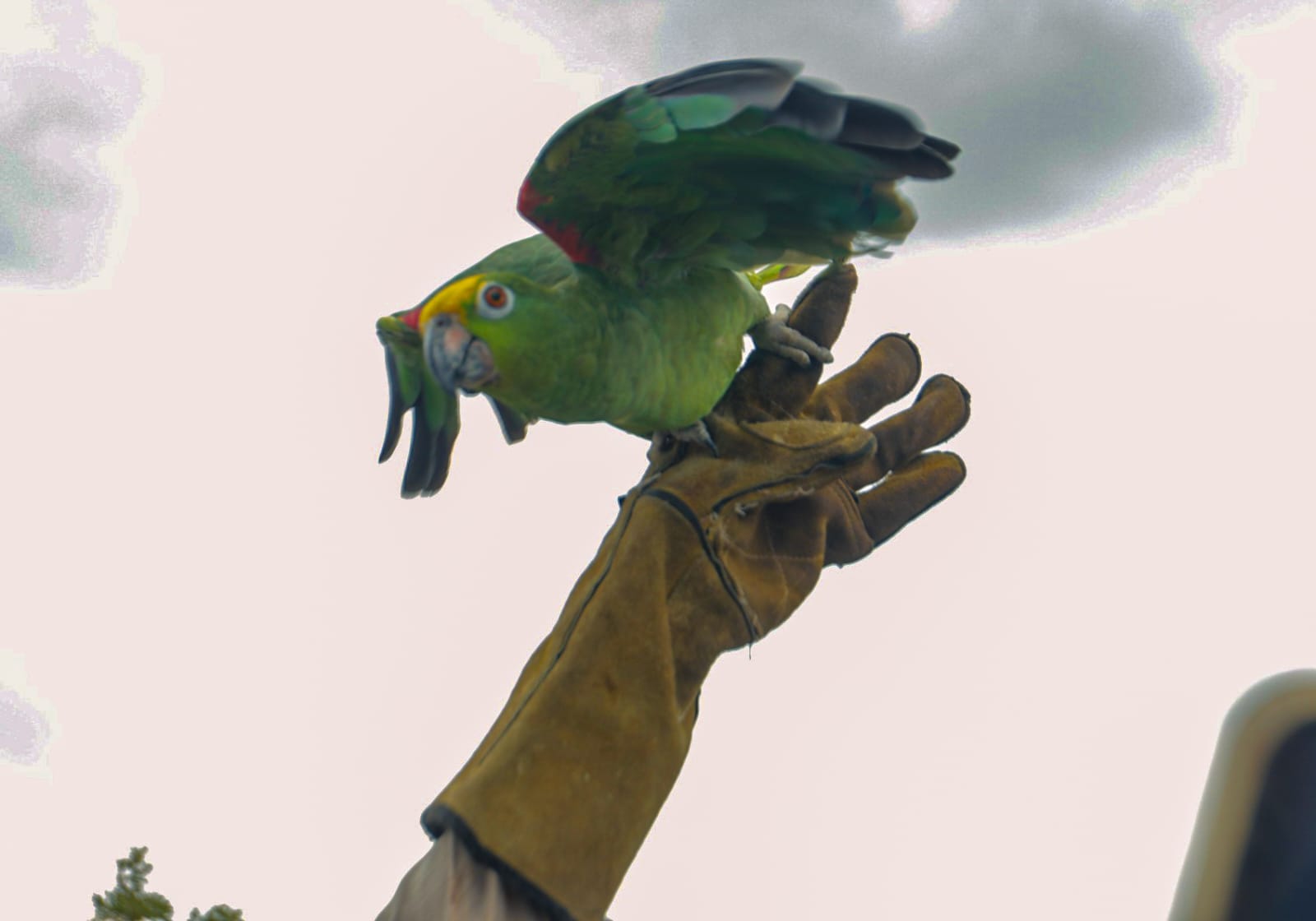 Más de 100 animales silvestres regresan a la naturaleza tras ser rescatados del tráfico ilegal en el Meta