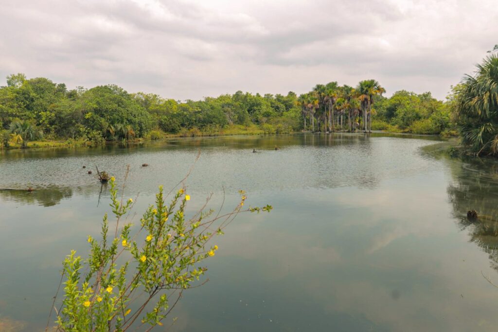 Más de 100 animales silvestres regresan a la naturaleza tras ser rescatados del tráfico ilegal en el Meta 3