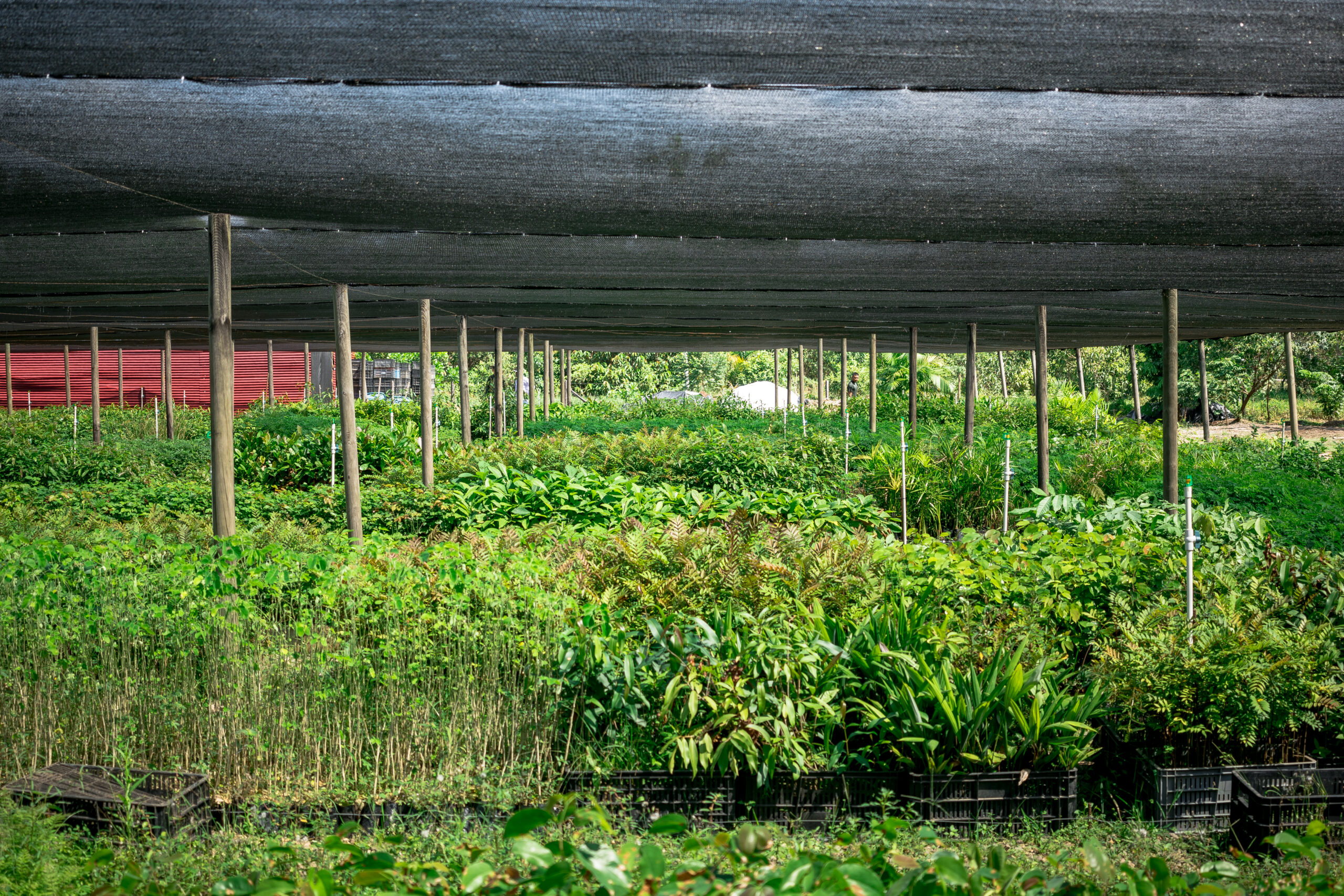 Estrategia 'Territorio Verde' contribuirá a la restauración ecológica del Meta 2