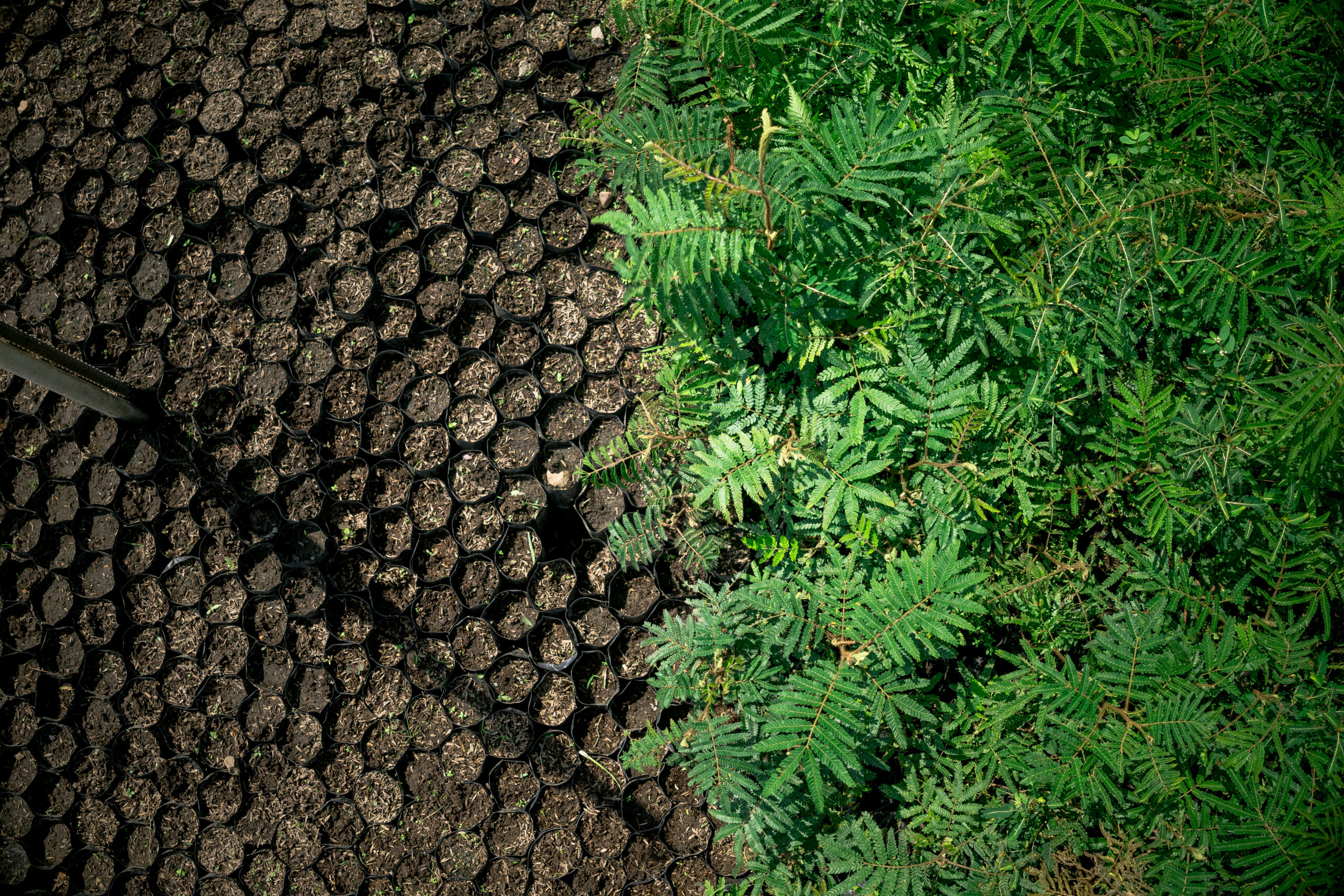 Estrategia 'Territorio Verde' contribuirá a la restauración ecológica del Meta 1