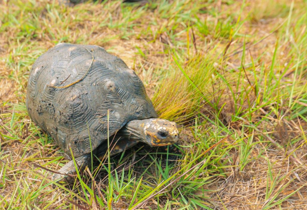 Más de 100 animales silvestres regresan a la naturaleza tras ser rescatados del tráfico ilegal en el Meta 4