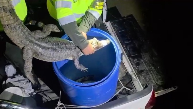 Capturan a cinco personas en el Meta por transportar babillas de forma ilegal 1