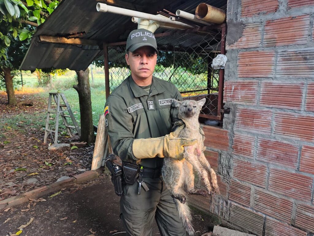 Rescatan un perezoso y un zorro gris en el Meta durante operativos ambientales 2