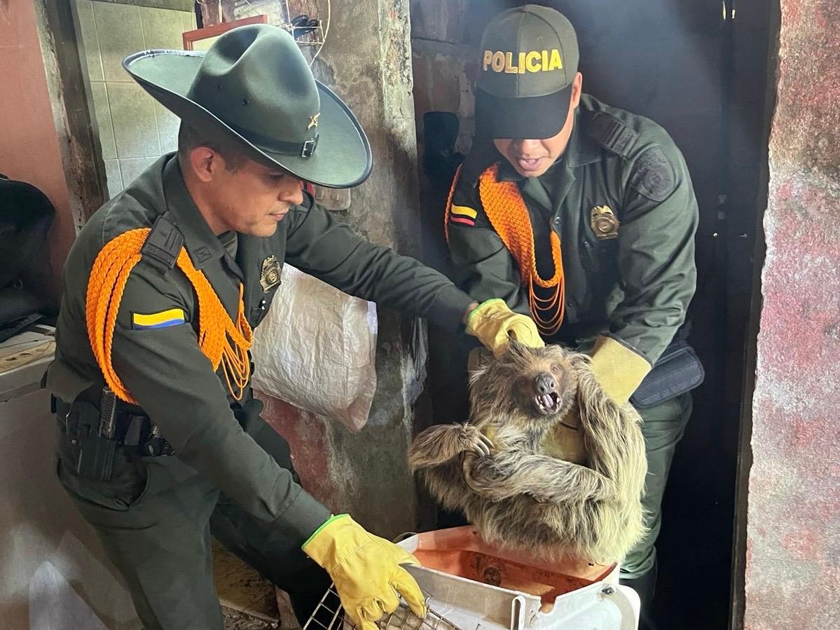 Rescatan un perezoso y un zorro gris en el Meta durante operativos ambientales 1