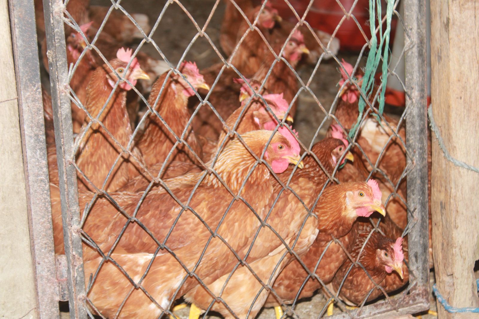 Alerta a avicultores en Villavicencio por riesgo de influenza aviar