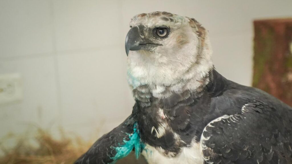Tras rescate en La Macarena, águila arpía será trasladada a Pereira para cirugía especializada 2
