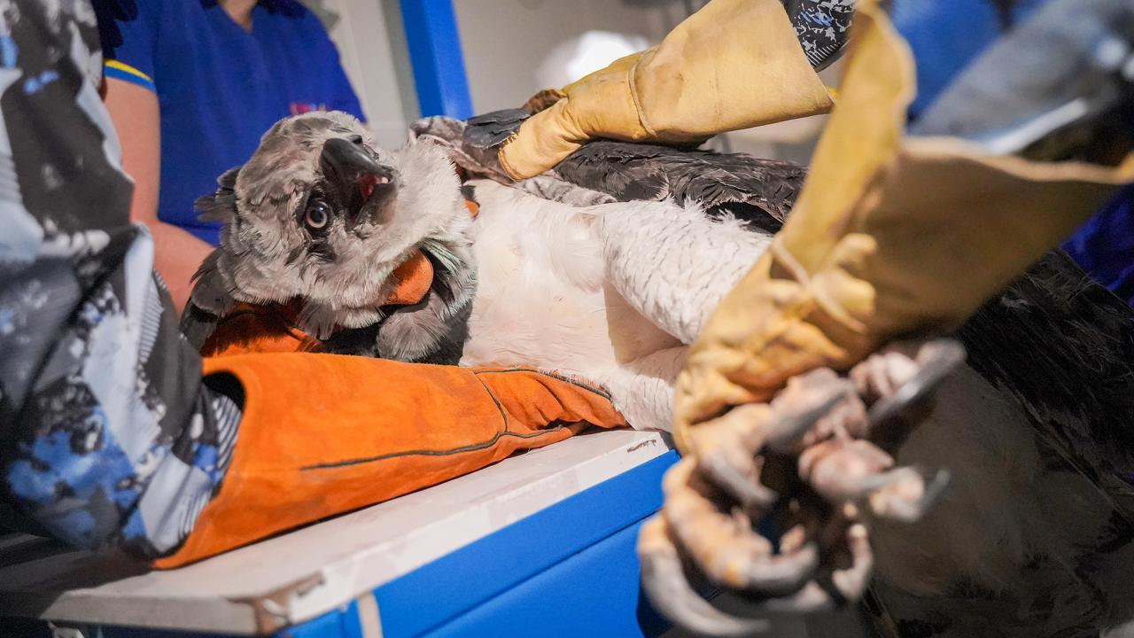 Tras rescate en La Macarena, águila arpía será trasladada a Pereira para cirugía especializada 1