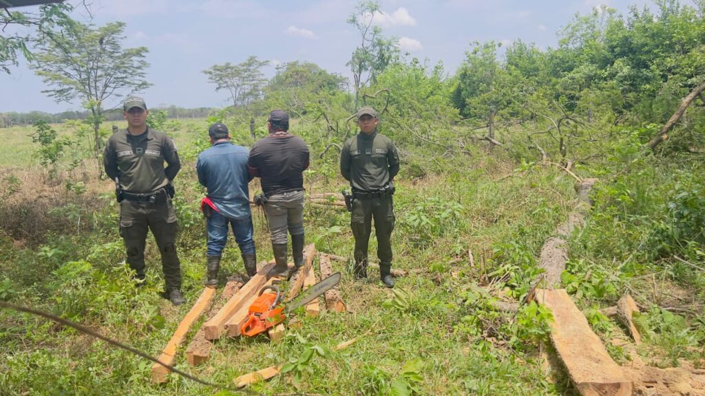 Capturan a dos hombres por tala ilegal en el Meta