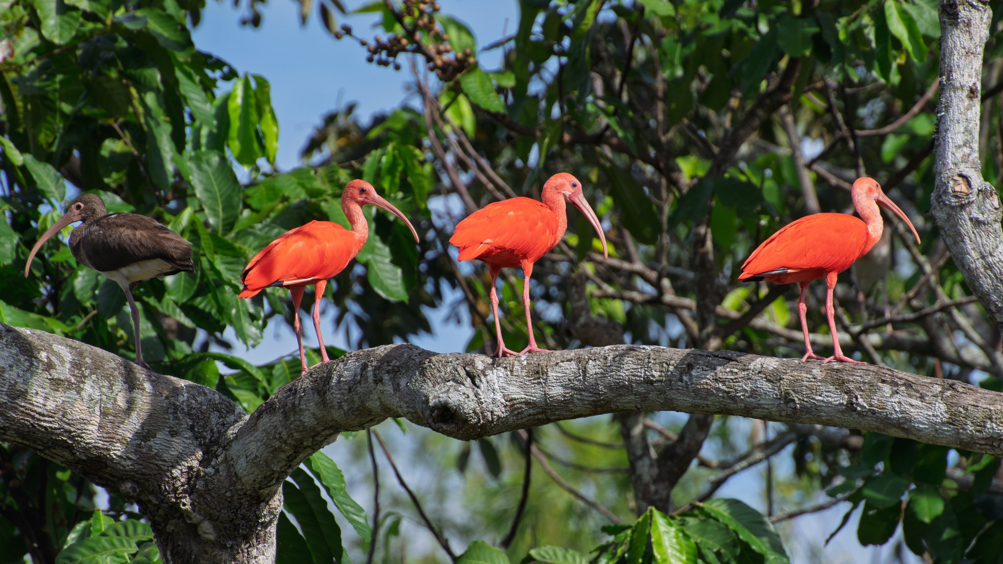 Villavicencio, puerta del llano para el turismo de naturaleza