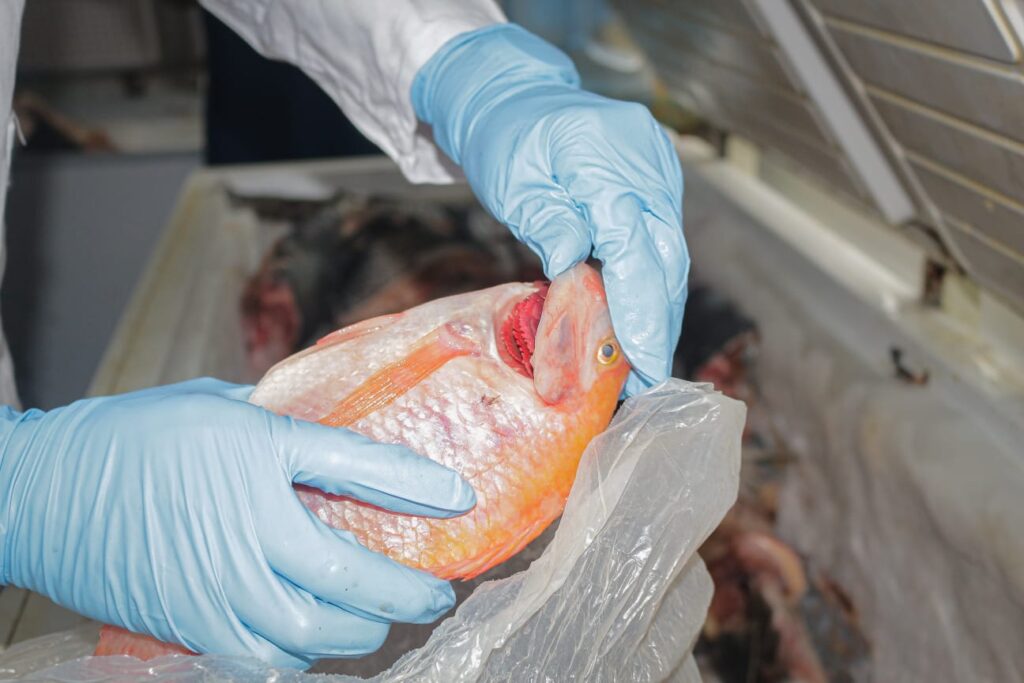 Alerta por consumo de pescado en Semana Santa: conozca las recomendaciones