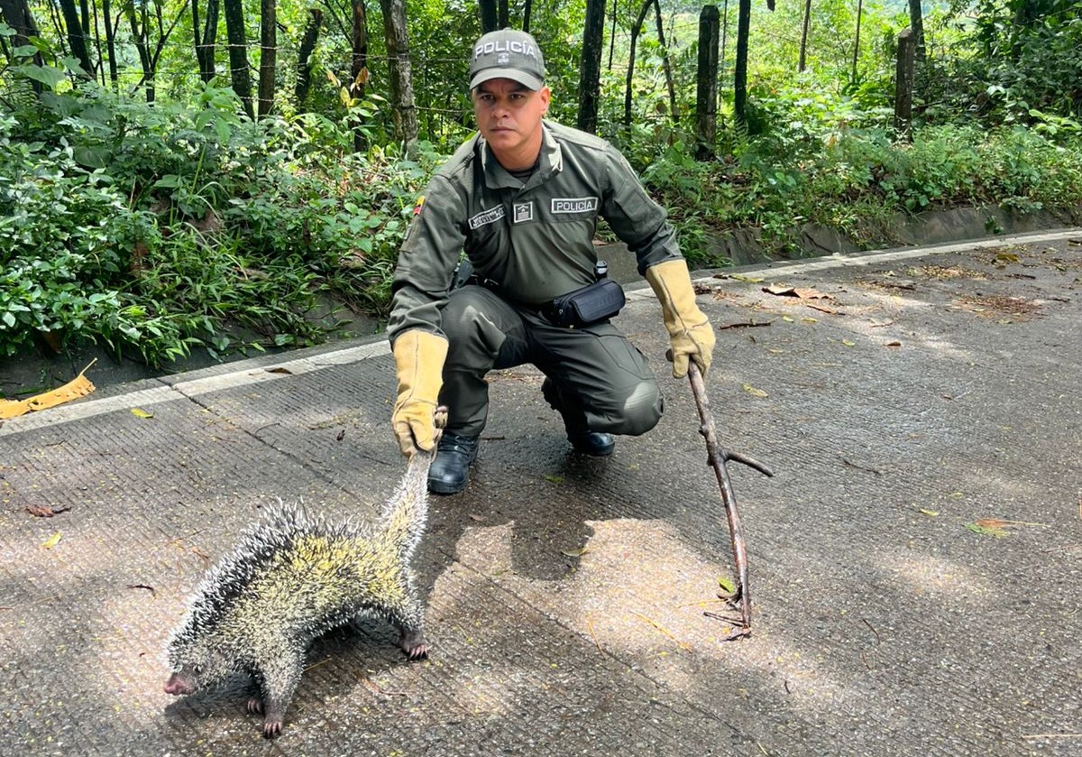 Puercoespín fue rescatado en Guamal tras ser hallado desorientado en vía pública 1