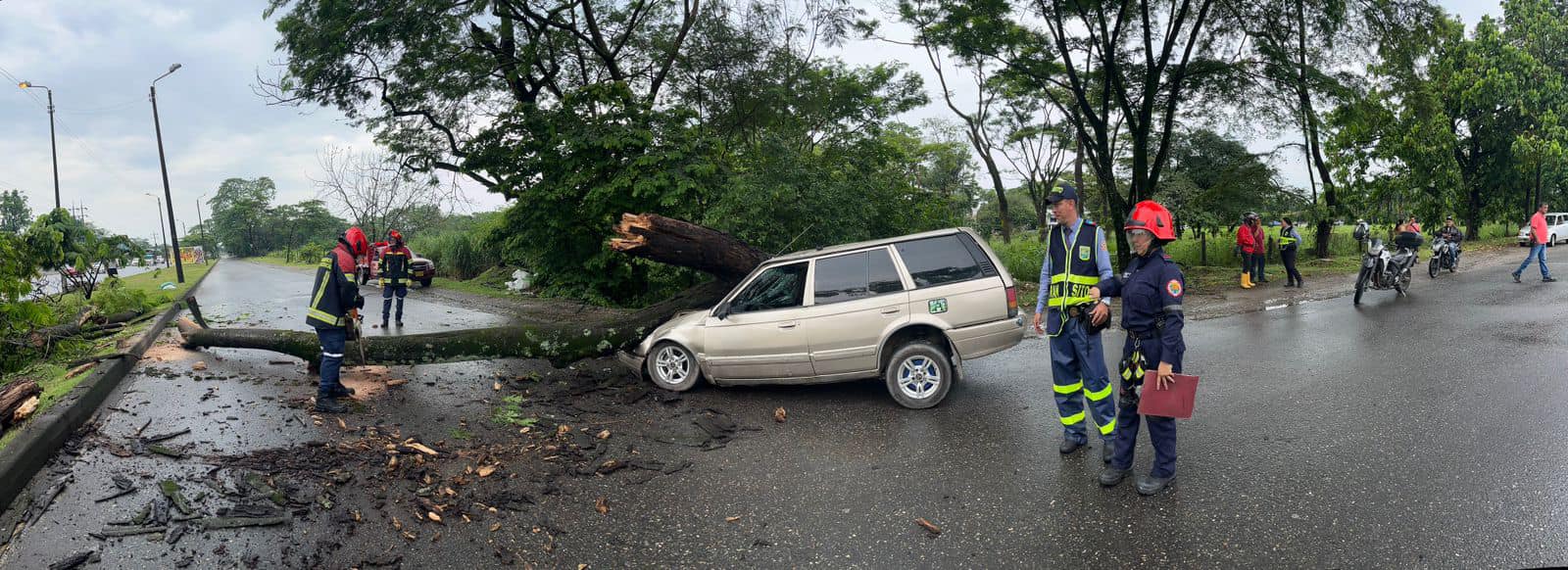 Villavicencio: Árboles no nativos agravan riesgos urbanos
