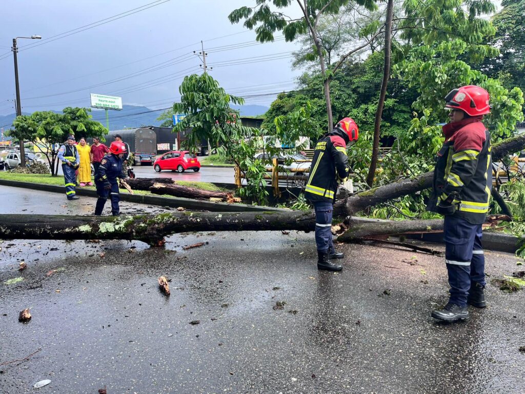 Villavicencio: Árboles no nativos agravan riesgos urbanos 2