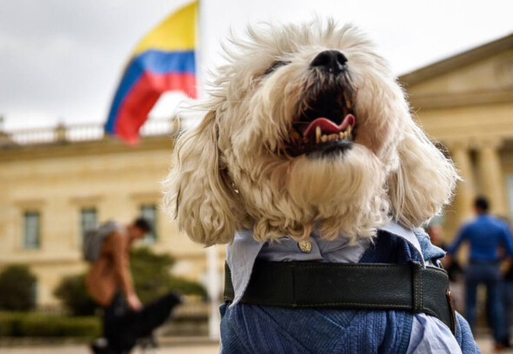 Procuraduría pone bajo la lupa a administraciones municipales por aumento de maltrato animal