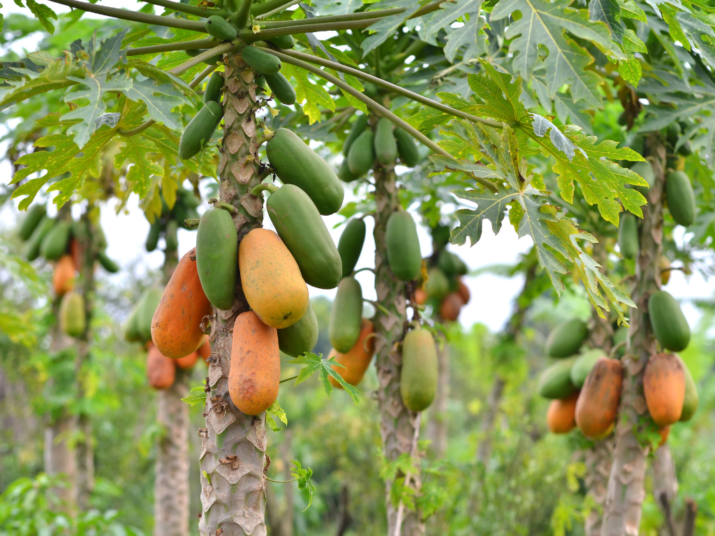 De papaya | Opinión 1