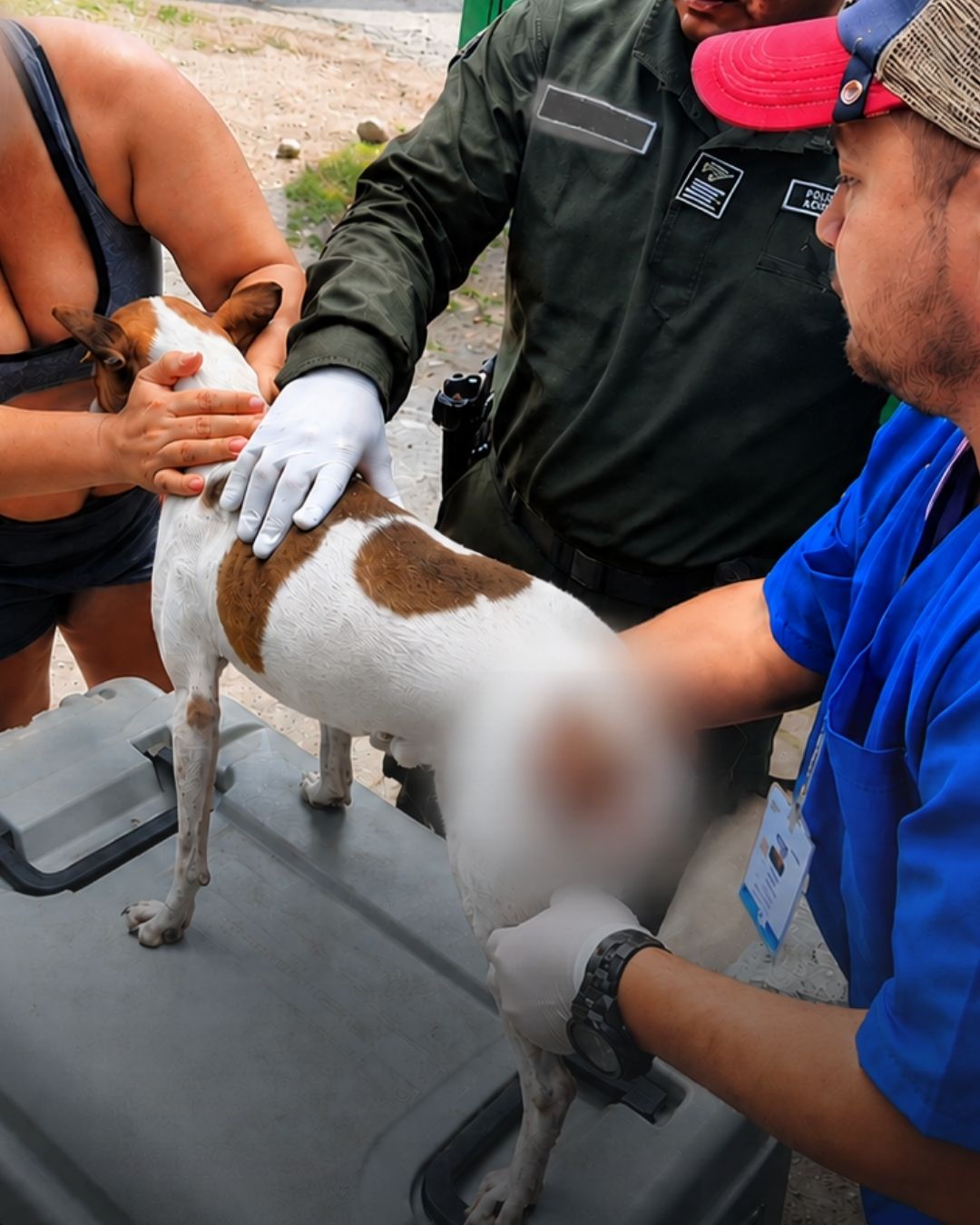 Denuncia de presunto abuso contra una perrita en Villavicencio fue atendida por las autoridades