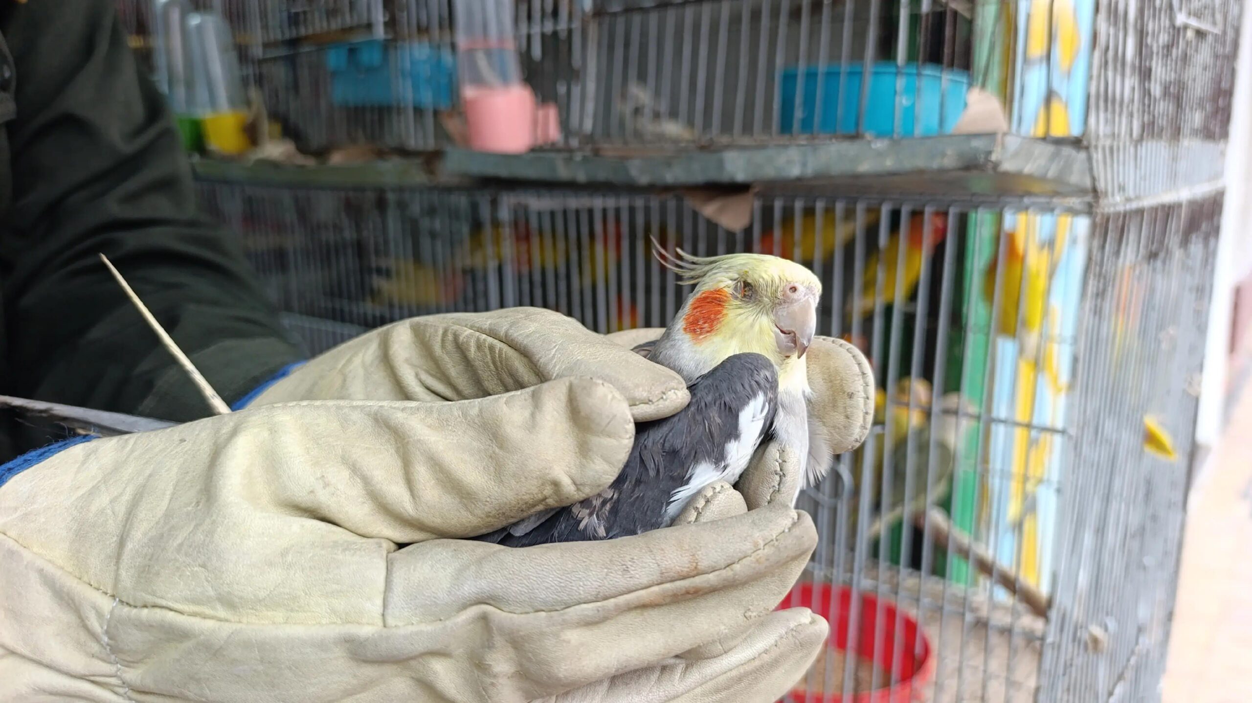 Autoridades ponen bajo la lupa venta de animales en Villavicencio: 14 animales incautados
