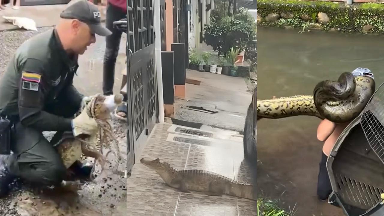 Villavicencio: Lluvias e inundaciones empujan animales silvestres hacia la ciudad