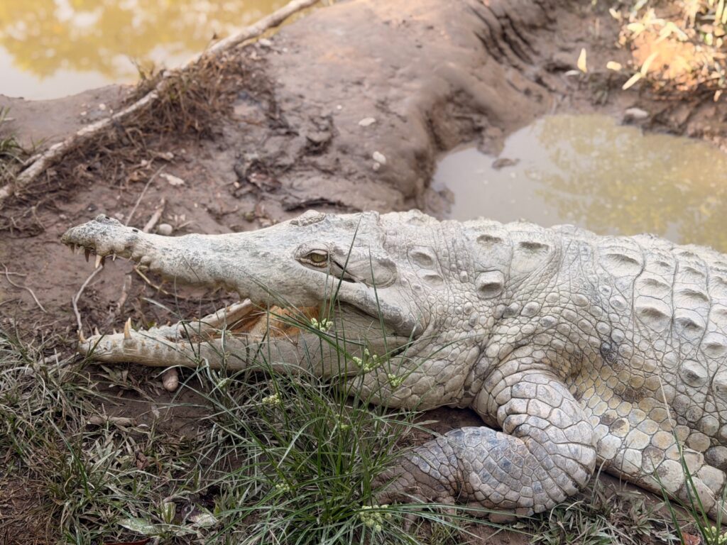Caimán llanero en crisis: fallas en conservación quedan al descubierto 2