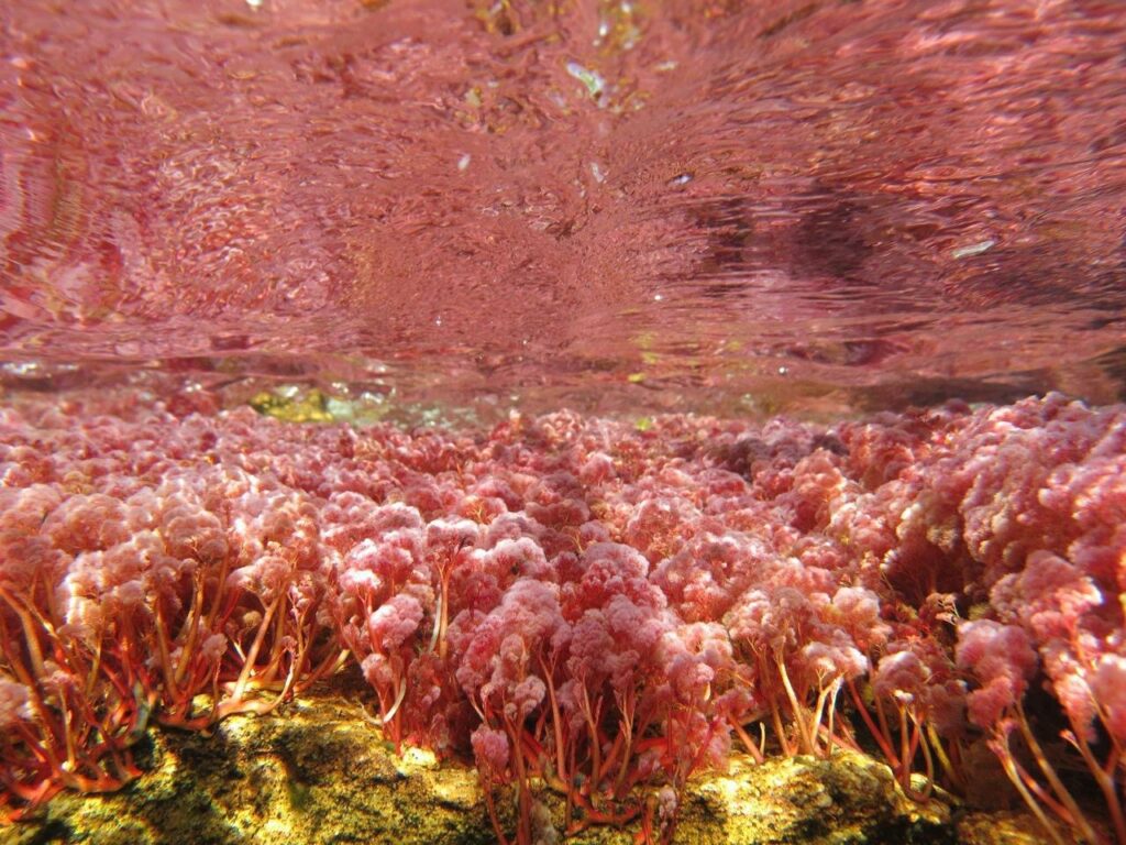 Caño Cristales impulsa la economía de La Macarena: más de 2.600 familias viven del turismo sostenible 4 Caño Cristales impulsa la economía de La Macarena: más de 2.600 familias viven del turismo sostenible 4