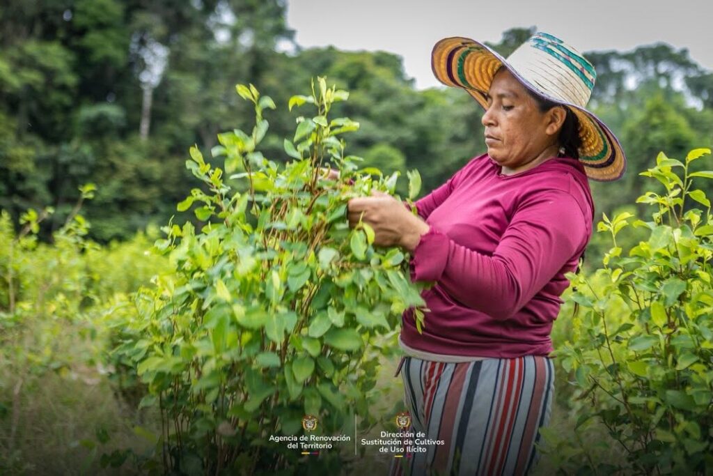 Campesinos del Meta construyen una vida lejos de la coca