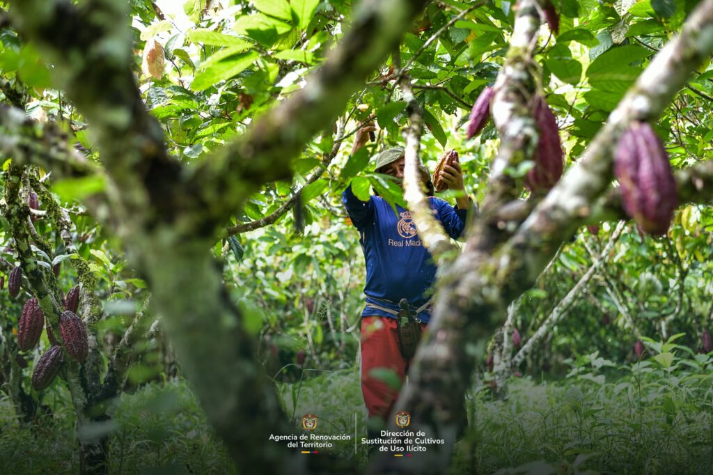 Campesinos del Meta construyen una vida lejos de la coca 2
