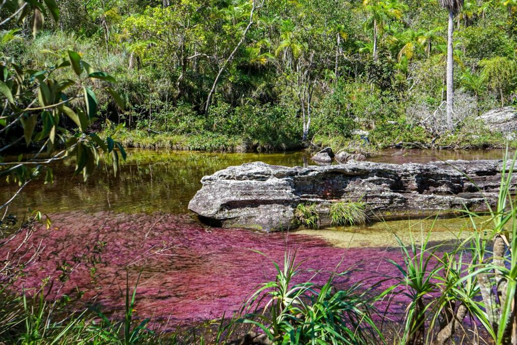 La apuesta que une bosques y comunidades en La Macarena