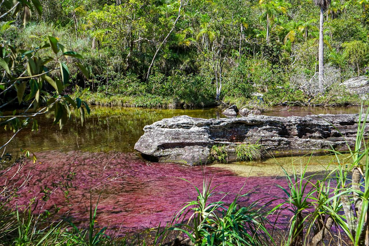 La apuesta que une bosques y comunidades en La Macarena 1