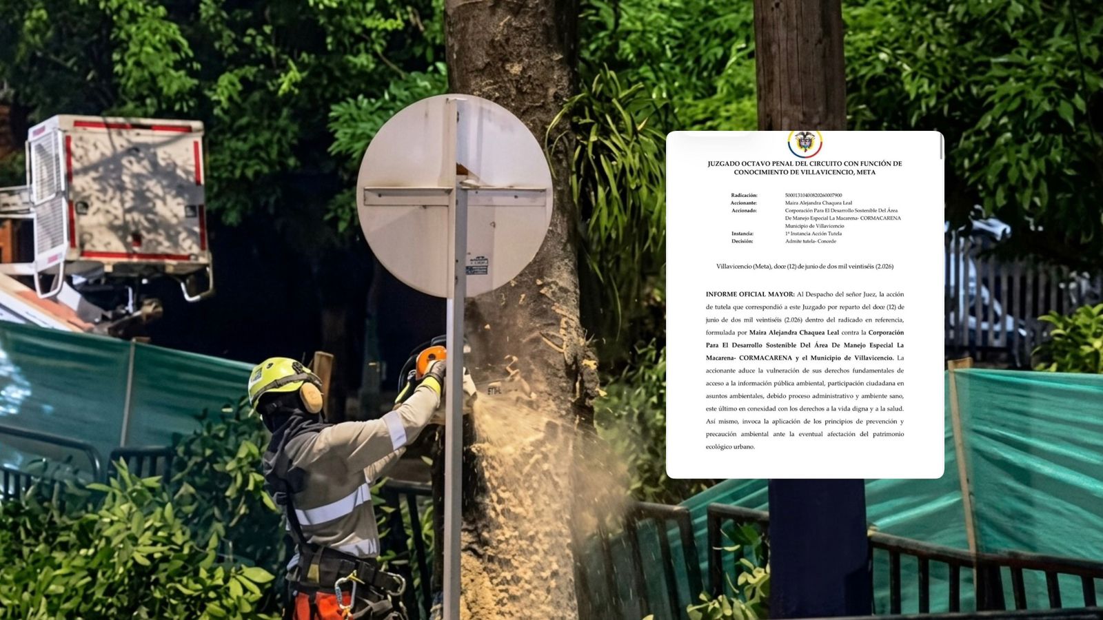Villavicencio: Juez ordena suspender tala de árboles en la avenida Catama mientras resuelve tutela