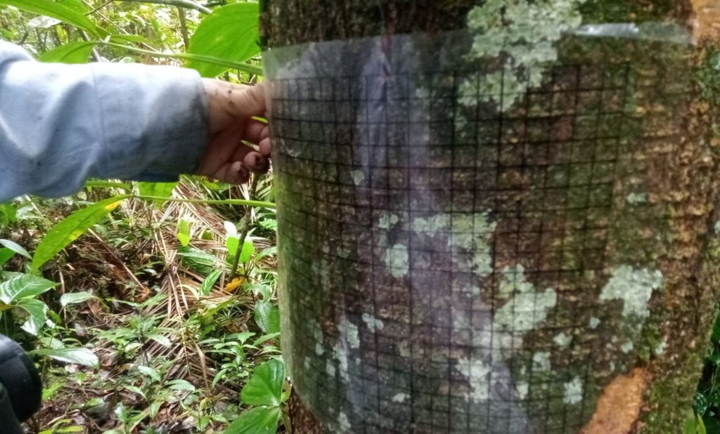 Hallan en el Meta una especie de liquen nunca antes vista en Colombia 2