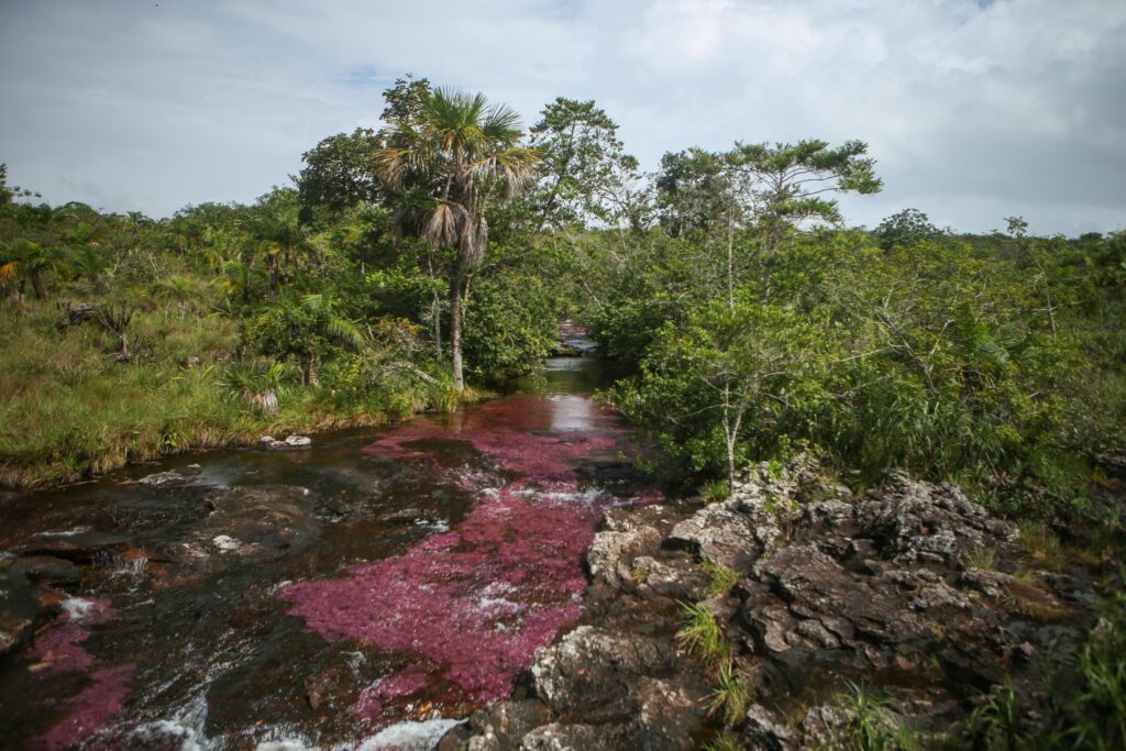 Caño Cristales impulsa la economía de La Macarena: más de 2.600 familias viven del turismo sostenible 3 Caño Cristales impulsa la economía de La Macarena: más de 2.600 familias viven del turismo sostenible 3