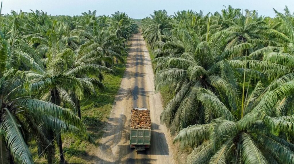 El reto de sembrar futuro en el campo llanero 2 El reto de sembrar futuro en el campo llanero 2