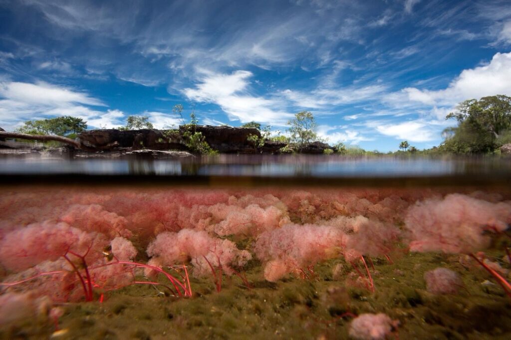 Caño Cristales impulsa la economía de La Macarena: más de 2.600 familias viven del turismo sostenible 2 Caño Cristales impulsa la economía de La Macarena: más de 2.600 familias viven del turismo sostenible 2