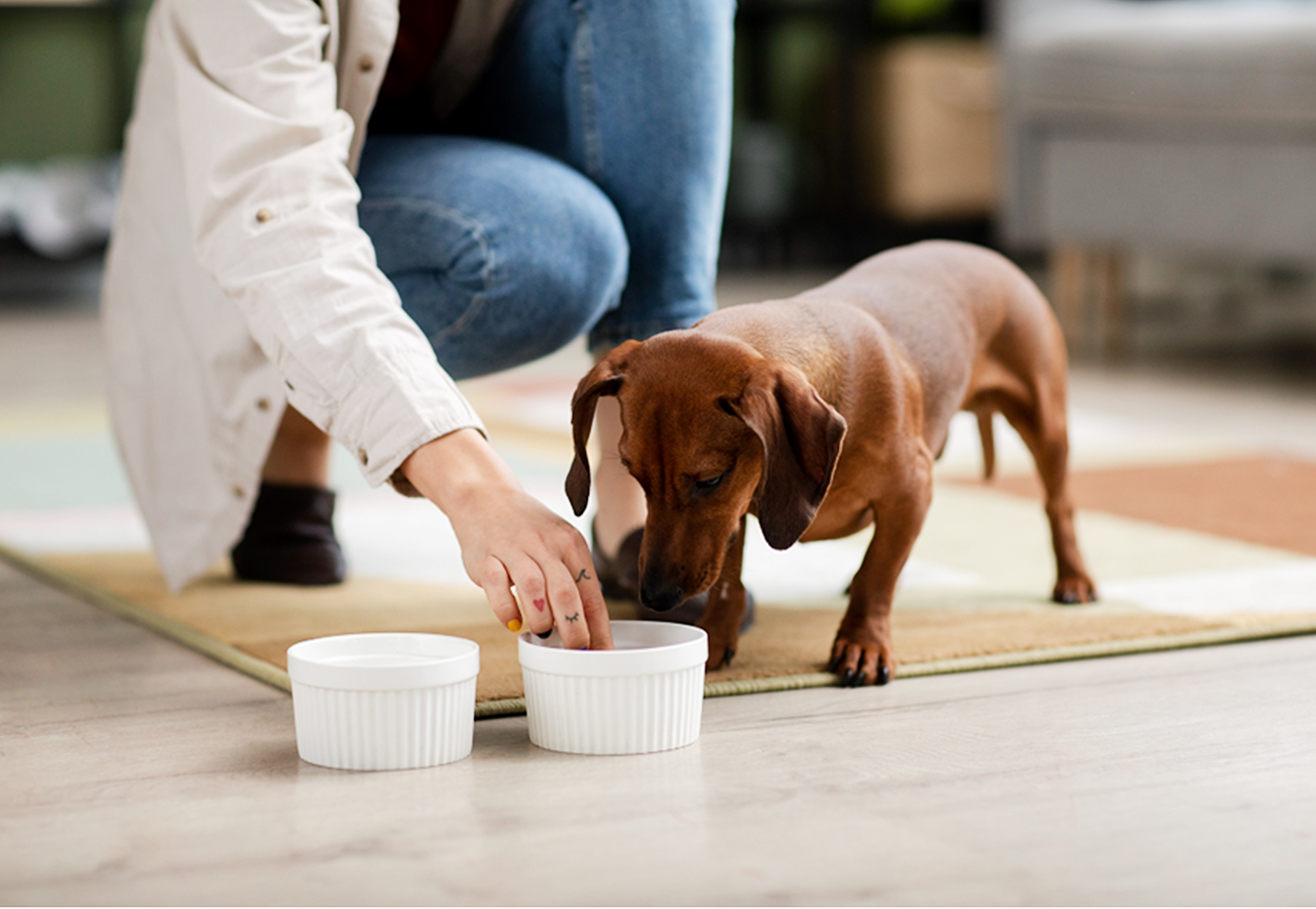 Cómo reconocer un alimento premium para perros 1