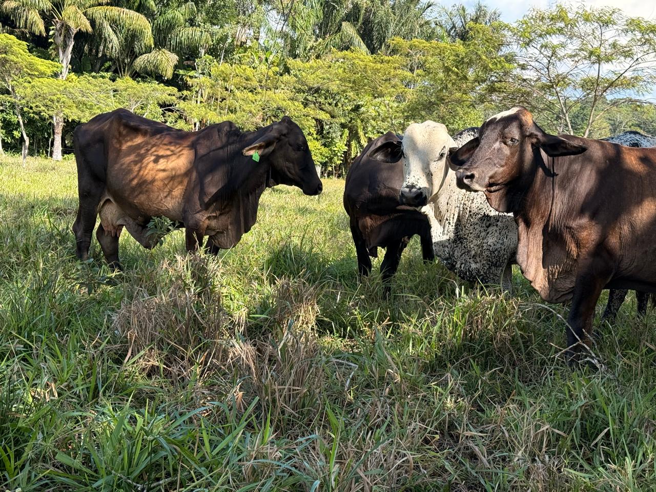 175 familias ganaderas de Guaviare reciben apoyo para fortalecer la producción bovina