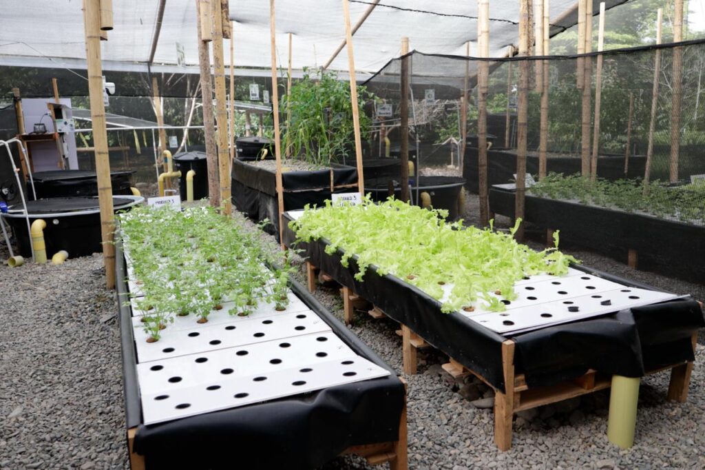 Prueba piloto en el Meta para cultivar alimentos con agua tratada de petróleo y energía solar