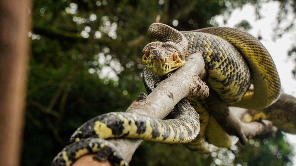 Una mordedura de serpiente es una urgencia: estas son las recomendaciones en el Meta