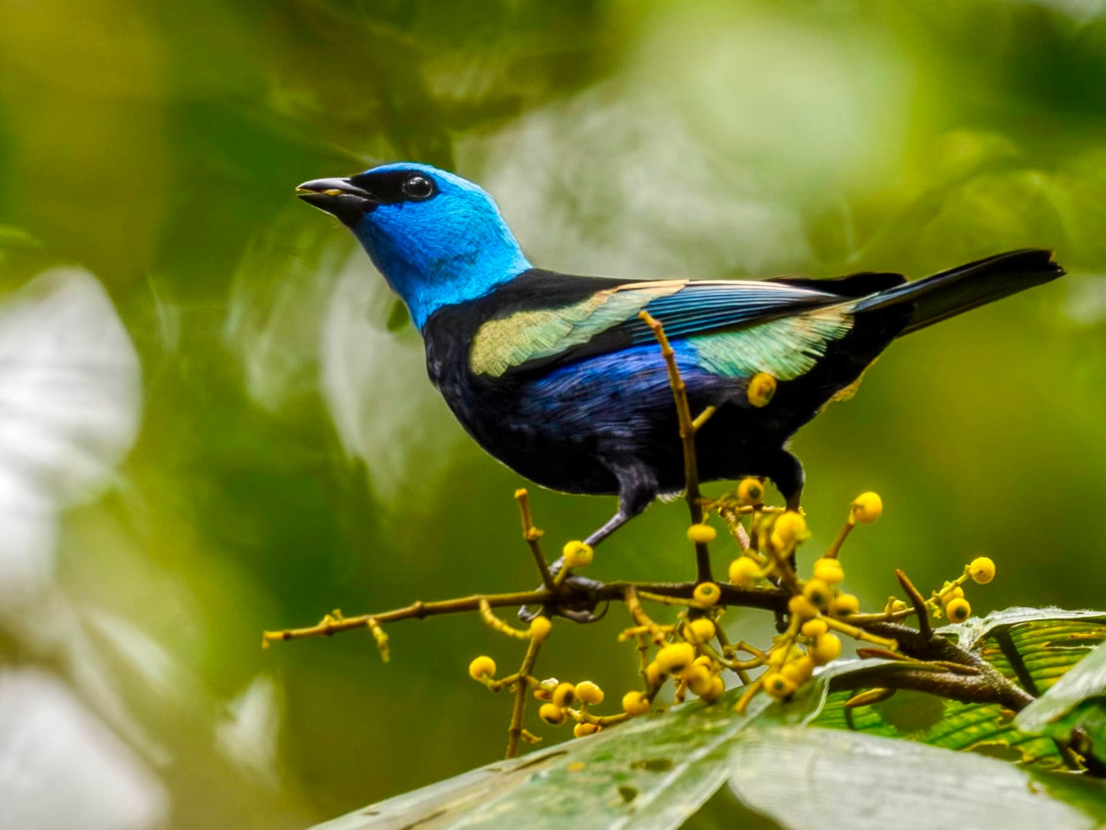 ‘Villaves’ regresa a Villavicencio: conozca la Semana de las Aves 2026 3