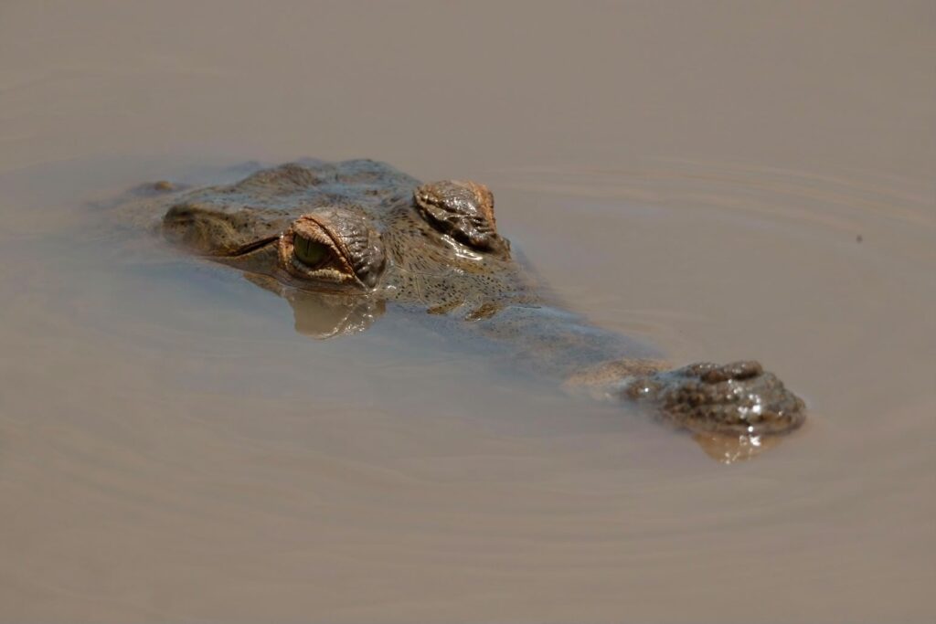 Nuevo impulso para salvar al cocodrilo del Orinoco con la reactivación de su liberación