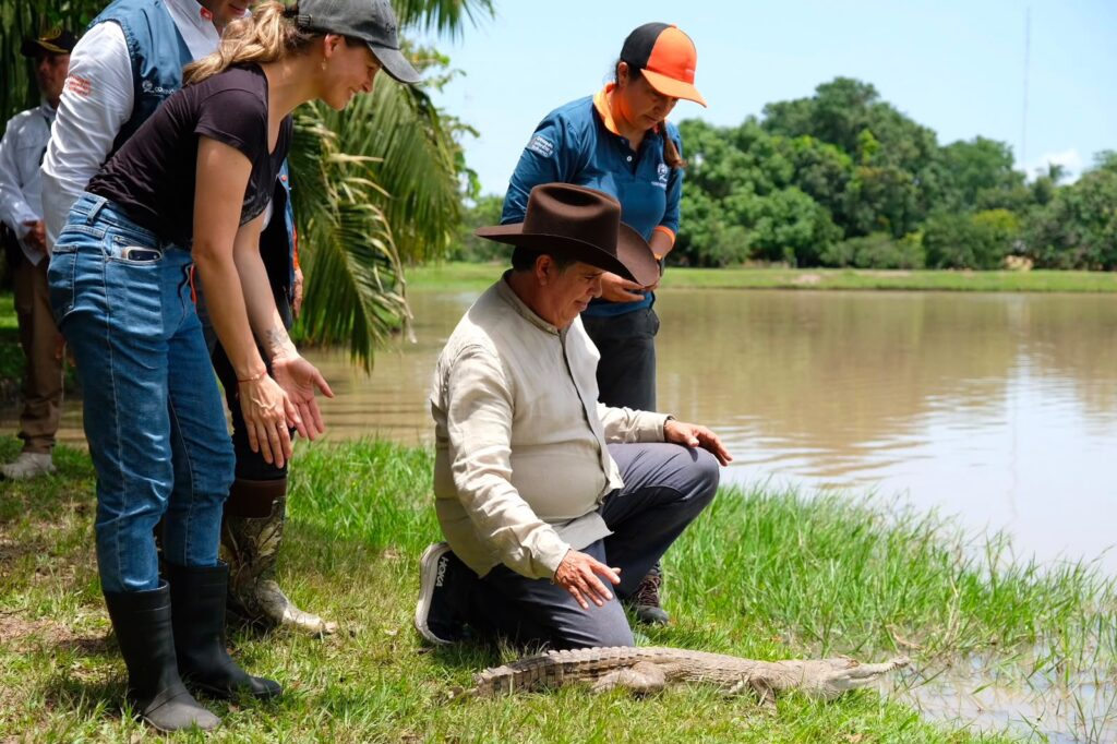 Nuevo impulso para salvar al cocodrilo del Orinoco con la reactivación de su liberación 2